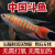 中国斗鱼活体活鱼冷水淡水观赏鱼好养耐养鱼小型斗鱼鱼不用打氧 【普叉】3-4cm【3条】