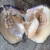 萨拉拉珍珠蚌自己开鲜活活体养殖自己开特大珍珠蚌壳蚌苗大河蚌多珠蚌 1个蚌王 以开出为准