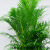 兰怜秀色天地散尾葵盆栽凤尾竹办公室内客厅大型绿植物富贵袖珍 1-1.3米散尾葵10棵 不含盆