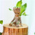 素蜜 SMMIO巴西木水养水培植物格鲁特室内桌面绿植盆栽 粗79高10单 巴西木粗6-7高10塑料盆格鲁特