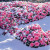 誉满园（yumanyuan）蔷薇花种子四季种子种植耐寒循环开花易活盆栽花卉种孑 粉色玫瑰花种子100粒+肥料