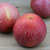 喀蔻 现货陕西秦冠苹果新鲜水果粉面沙甜糯宝宝刮泥吃 80mm（含）-85mm(不含) 8.5斤