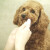 加宜宠物（joypet）日本进口宠物狗狗猫咪牙刷指套口腔清洁硅胶犬猫通用 硅胶软头指套牙刷(浅粉色小号)