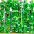 谋福（CNMF）仿真葡萄叶花藤条 吊顶装饰缠绕绿植塑料葡萄花藤蔓(特大号20片葡萄藤条12条装)