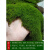 派菲思乌龟缸造景植物青苔苔藓植物鲜活假山水陆雨林缸盆景造景铺面diy 鲜活薄小灰*2盒
