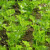 凤鸣雅世 芹菜种子西芹籽种四季芹菜种籽春夏秋冬季种籽春播蔬菜盆栽种子 宙斯西芹种子10克