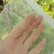 尼龙网袋防虫防鸟种子浸种袋葡萄火龙果瓜果套袋果树火腿网纱袋 15*10cm(一条)