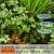 室内盆景植物菖蒲 四季常青水培植物雨林缸水陆缸绿植DIY创意盆栽 短龙根8根
