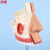 优模 YOMO/0436 人体医学鼻腔模型 解剖耳鼻喉呼吸模型 人体脸部解剖模型教学教具联保卫生	