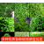 苔藓植物鲜活盆景铺面雨林缸青苔吸水石水陆缸微景观假山植物材料 磷叶小灰藓包石小个5-6cm