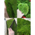 派菲思乌龟缸造景植物青苔苔藓植物鲜活假山水陆雨林缸盆景造景铺面diy 鲜活薄小灰*2盒