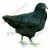 活物纯种五黑鸡活体乌骨鸡幼苗高产绿壳蛋鸡五黑一绿乌鸡幼崽小鸡 30只之关.70只共发100只