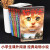 猫武士首部曲第一二三四五六七部曲全套42册 传奇的猫族小学生二三年级阅读课外书猫武士系列原版1-2-3-4-5-6-7成长动物小说故事书 猫武士1-7部套装（全42册）