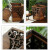 标燕  大号摇盖带卡口 摇盖式木质复古木纹中式垃圾桶ZTT-LJT9022