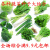 大白菜萝卜玉米香菜向日葵辣椒茄子菠菜黄瓜青菜西瓜莴苣蔬菜种子 大叶茼蒿原装
