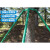 镀锌钢管树木支撑架树木支撑杆大树防风树支撑园林绿化支架固定 绿色48管长2米1.2壁厚四根