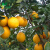 橙子苗 橙子树苗 盆栽地载果树苗 南北方种植 当年结果 脐橙 4年苗当年结果