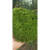 小白发苔藓雨林水陆缸微景观小灰苔藓短绒大羽白发粗枝青苔植物   t3 鳞叶藓50盒