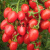 黑珍珠番茄种子西红柿种籽 农家蔬菜种孑四季播阳台家庭盆栽水果 荷兰紫番茄