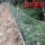 军诺 围网养殖防鸟尼龙网拦网葡萄园樱桃园果园果树防鸟用网2.0米宽10米长