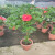 美外棒棒糖造型木槿红花 带花带花苞 室内阳台红色花卉植物1.1米