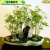 京佳乐凤尾竹盆栽观音竹盆景 观赏小型竹子绿植好养 15颗颗连体苗 不含盆