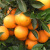 橙子苗 橙子树苗 盆栽地载果树苗 南北方种植 当年结果 脐橙 4年苗当年结果