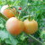 【掌柜推荐】巴西老品种水果农家传家宝花园桃子西红柿番茄种子苗 5包*花园桃20粒