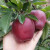 紫玉环正宗现摘甘肃花牛粉面沙甜当季红蛇苹果老人婴儿刮泥果 净重4.8-5斤小果