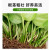 格调生活绿萝盆栽室内花卉盆栽垂吊长藤绿箩新房装修净化空气水培绿植盆景 110#绿萝原盆10盆【2.8块/盆】