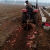 适配红薯地瓜收获机收获犁拖拉机带深挖不伤皮单行双行机 90型收获机