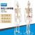 山顶松 人体骨骼模型 骨架人体模型 成人小骷髅教学模型脊椎全身 45CM骨骼无椎间盘神经 1副 