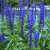 楚颂一串兰花种籽子多年生兰花鼠尾草种子四季蓝色花卉阳台盆栽植物 蓝花鼠尾草300粒