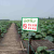 已施农药禁止告示牌铝板果树果园户外警示牌PVC和反光采摘可定制 PVC塑料板(GSY001) 40x30cm