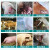 脱霉剂母畜专用孕畜可用牛羊猪用母猪禽用生物饲料添加剂 母猪专用桶装散装20斤