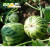 纳格兰蔬果种子 水果香瓜 西瓜 哈密瓜种子 甜瓜种子 菜籽 盆栽蔬菜种子 甜掉牙甜瓜约50粒(原厂彩包)