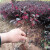 萌肉居红花继木树苗常绿耐寒双面红檵木色块小苗绿化苗工程苗 30-40cm高50棵