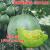 绿宝石甜瓜种子香瓜种籽绿肉薄皮超甜春季四季盆栽水果种孑苗 绿宝石二号原装 瓜农专用