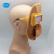 电焊面罩 太阳能自动变光镜片 牛皮防飞溅 焊工防护面具 头戴式轻便型焊接面罩 TD-1面罩套装（送10片保护片）