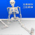 钢骑士 85cm人体骨骼模型 全身骨架人体模型小骷髅教学模型脊椎模型 85CM立式骨骼附神经及单侧着色 