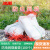 冰禹 BYH-6 尼龙防虫网袋 育种袋尼龙种子袋套种子袋 纱网袋 105*70cm (100个)