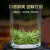 潇湘（XIAOXIANG TEA）石门银峰2024明前特级头采湖南常德特产绿茶罐装