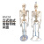 85cm人体骨骼模型170cm全身成人骨架人体模型小骷髅教学脊椎模型 170CM骨骼附肌肉起止点及韧带