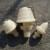 山头林村污水处理配件工程塑料ABS排水帽滤水帽 蘑菇头 03吨4分内丝尖头10个