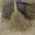 金绿士 竹杆式【2斤1把】竹扫把 环卫清扫物业工厂道路学校园区商用扫帚植物大扫把笤帚