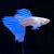 孔雀鱼纯种天空蓝缎带蝶翼大C种鱼蓝白燕尾热带观赏鱼活体淡水鱼 火烧云5对