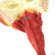 蓝蝶（Blue butterfly）咽肌模型喉解剖模型 咽喉 口鼻子鼻腔 舌肌解剖头模型 咽模型喉解剖模型 咽肌模型 