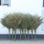 梵诗雅（FANNSEYA）室外竹子大扫把190cm