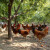 云依禾农庄 精选土鸡肉公鸡农家散养新鲜鸡肉 整只装 整鸡 净重约 3.25kg/只