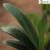 孙凯（SUNKAI）君子兰花卉植物办公室室内绿植客厅圆头和尚 2-3片叶子
